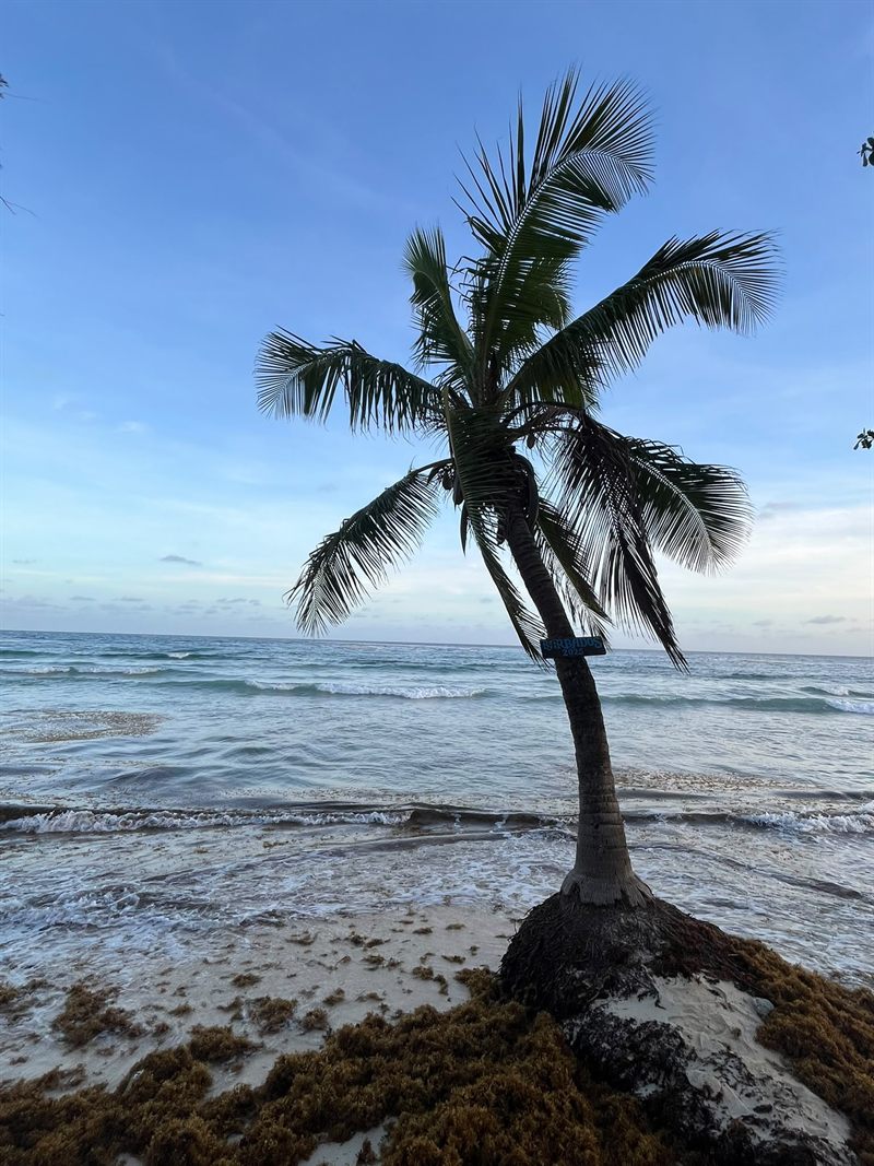 A lone palm tree on a Barbados beach at dusk